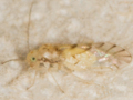 Trichopsocus clarus